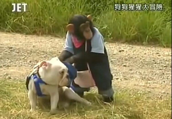 不可错过的动物历险节目：《狗狗猩猩大冒险》究竟有没有真实性？