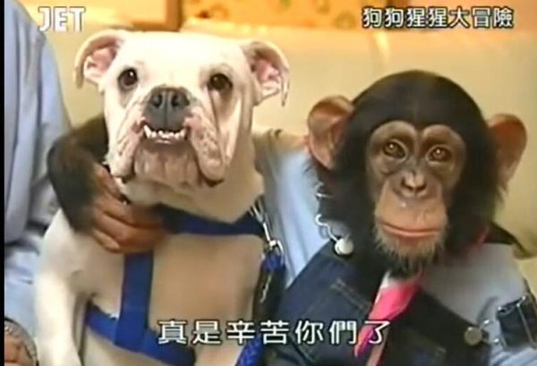 更好地了解动物世界？《狗狗猩猩大冒险》在线观看
