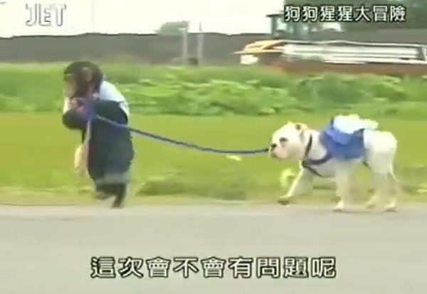 想看动物世界变戏法？《猩猩狗狗大冒险》必须燃爆