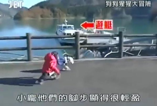 必须收藏！带你体验《猩猩狗狗大冒险》高清网盘资源